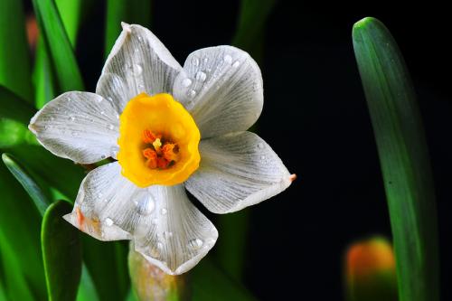 水仙的形状特点和种植方法有哪些?